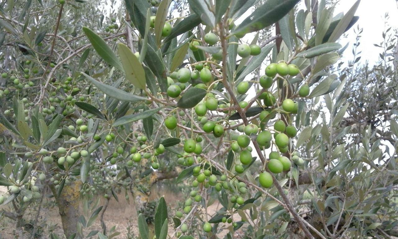 Poderi Di Tragliatella Buitenkant foto